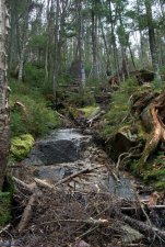 Rambling Brook in the Trail