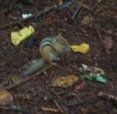 Ain't he cute?  But annoying!