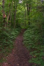 Early on the Gale River Trail