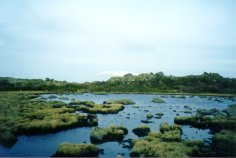 Tarn Nature Walk - Click to Enlarge