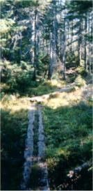 Nancy Trail - Click to Enlarge