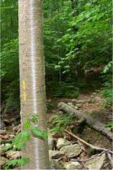 Go Right - click to enlarge