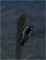 Woodpecker