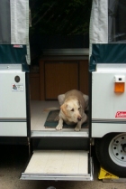 Bailey - Just Exhausted!